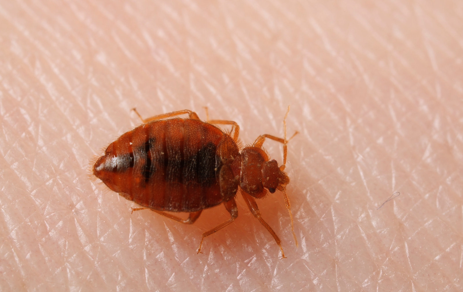How Best To Snag And Destroy Bedbugs?