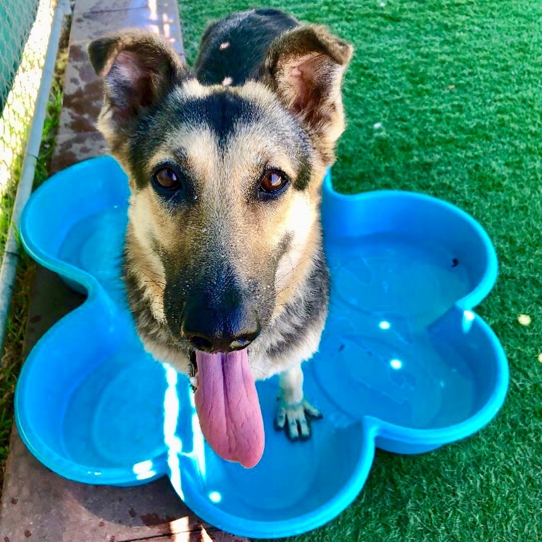 KEEP YOUR PETS COOL THIS SUMMER